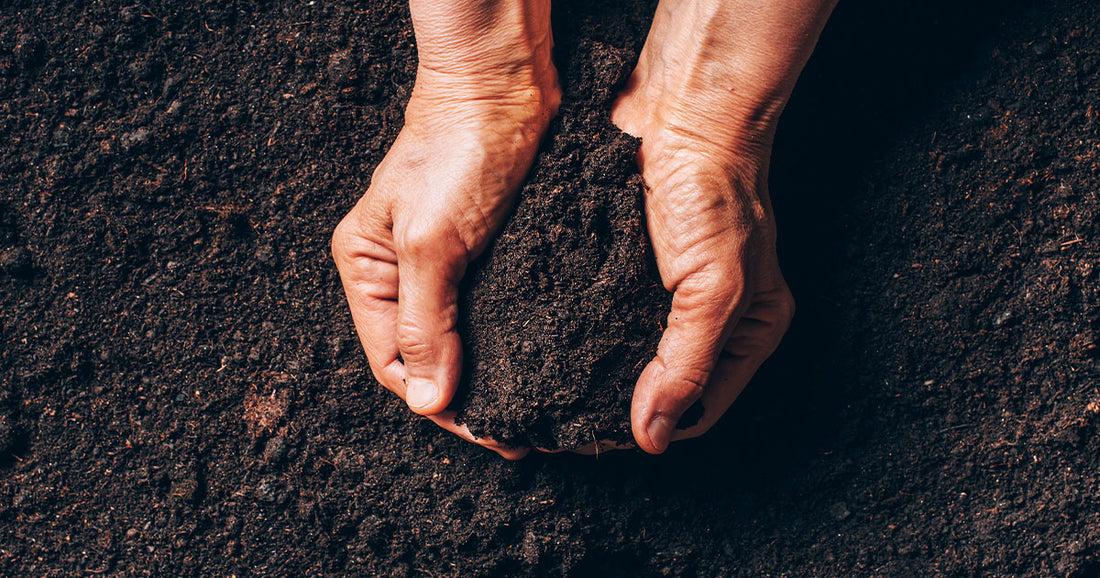 Benefits Of Soil-Based Organisms (SBOs)