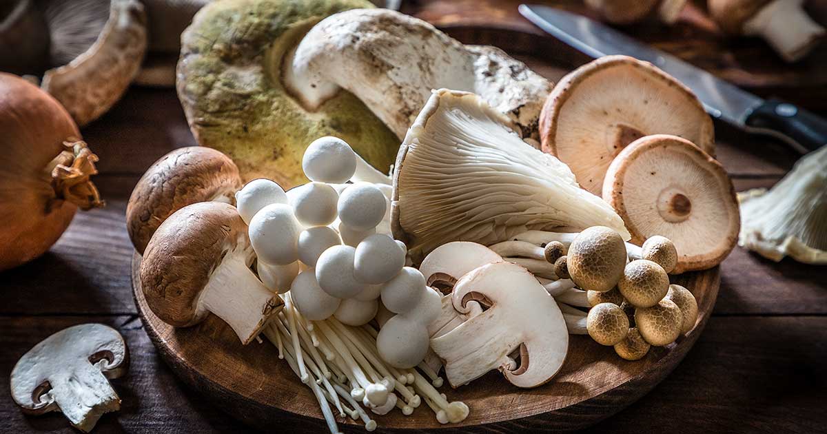 Unlocking the Potent Health Benefits of Ten Organically Grown Medicinal Mushrooms