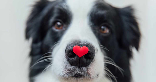 Colloidal Silver For Pets