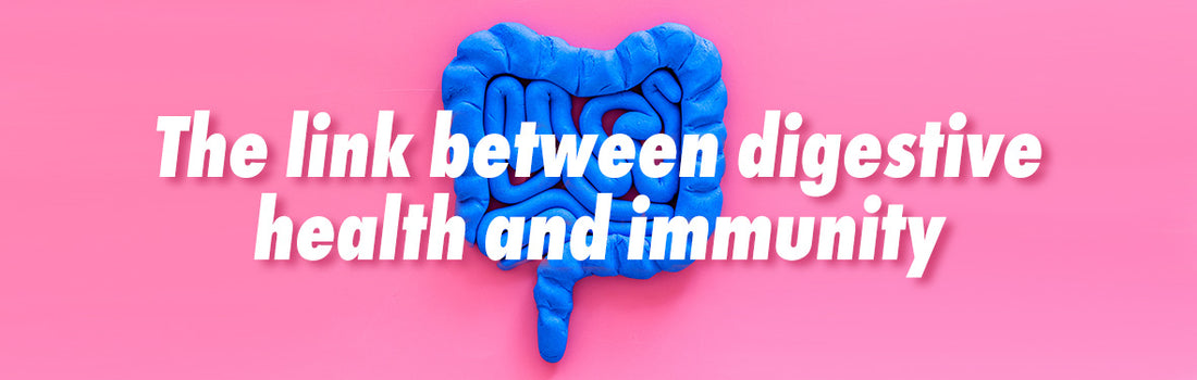 The Link Between The Digestive System and Immune Health