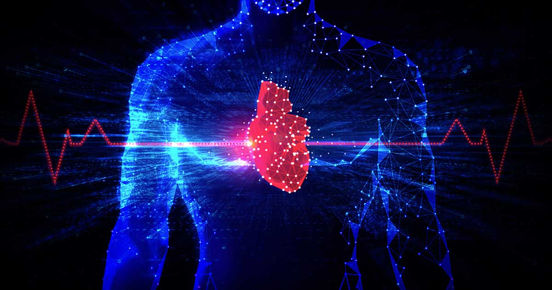 Promoting Heart Health: Exploring the Benefits of Phosphatidylcholine and Plant Sterols