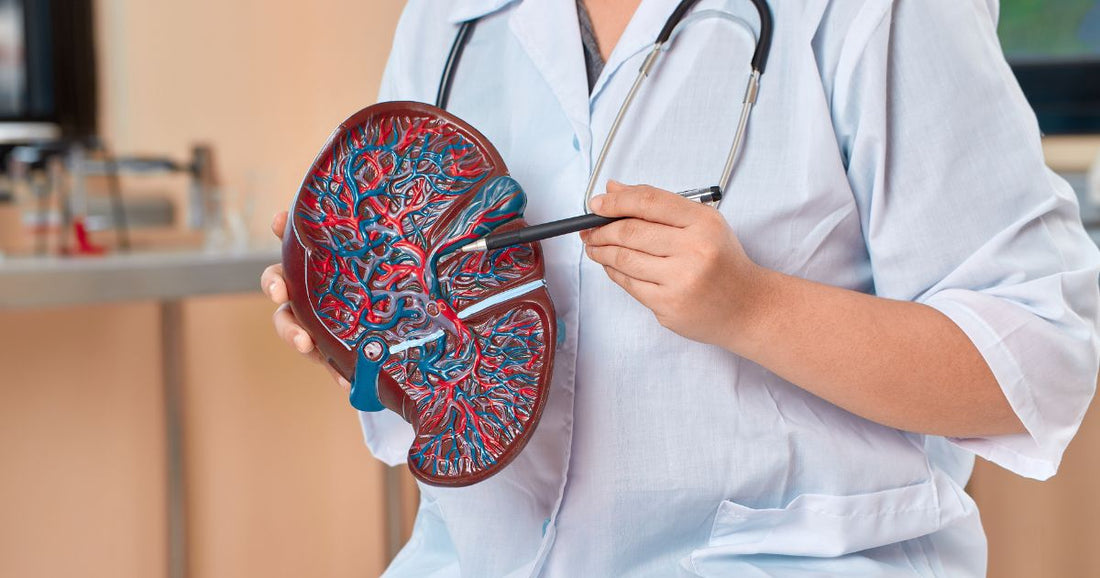 The Hidden Burden on the Liver: Why Supporting the Body’s Filtration Systems Matters More Than Ever