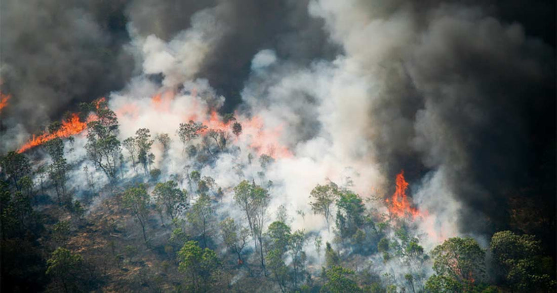 Unraveling the Health Hazards of Escalating Wildfires: A Global Perspective