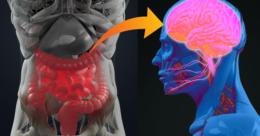 The Gut/Brain Connection: How Your Microbiome Impacts Brain Health