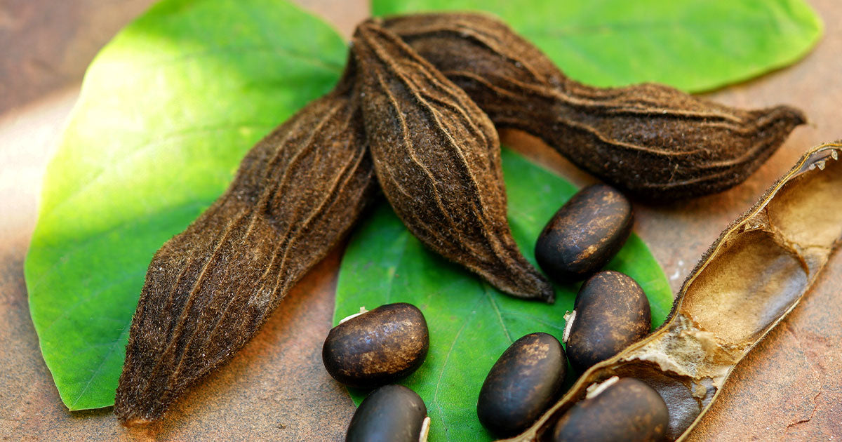 Benefits of Mucuna Pruriens Revelation Health Revelation